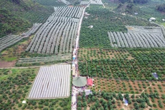 Thung lũng mận Nà Ka, nơi diễn ra Ngày hội hái quả mận hậu Mộc Châu năm 2023. (Ảnh: Quang Quyết/TTXVN)