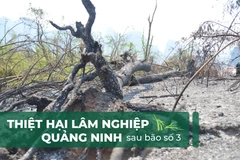 Quảng Ninh đối mặt với những khoản nợ vay trồng rừng khổng lồ sau bão số 3