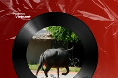 Tin nóng 16/2: Bắn hạ trâu điên khiến nhiều người thương vong 