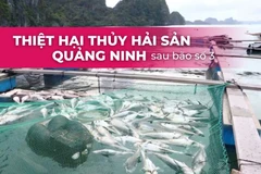 Tổn thất nặng nề của ngành nuôi trồng thủy sản Quảng Ninh sau bão Yagi