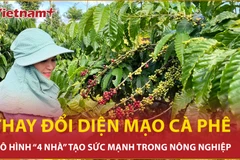 Cộng hưởng sức mạnh: Mô hình "bốn nhà" thay đổi diện mạo càphê Việt