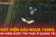 Bản tin 60s: Gấu ngựa 150kg có nguy cơ tuyệt chủng được phát hiện ở Quảng Trị