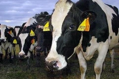 Ảnh minh họa. (Nguồn: Internet)