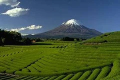 Ảnh minh họa. (Nguồn: Internet)