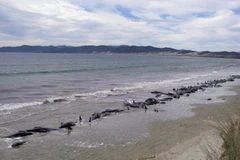 Một vụ cá voi mắc cạn hàng loạt trên bờ biển New Zealand (Nguồn: AFP)