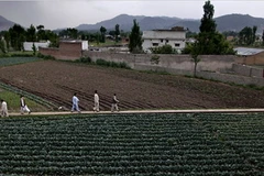 Nhiều quan chức Mỹ đã nghi ngờ quân đội và tính báo Pakistan đã cố tình che giấu cho bin Laden, khiến người đàn ông bị truy đuổi gắt gao nhất thế giới này có thể thản nhiên sống trong căn nhà tại Abbottabad suốt mấy năm trời. (Nguồn: AP)