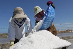 Diêm dân Ninh Hải thu hoạch muối (Nguồn: TTXVN)