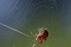 Ảnh minh họa. (Nguồn: Internet)