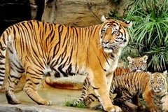 Hổ Sumatra (Nguồn: AFP)