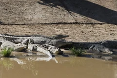 Nam Phi truy bắt 15.000 con cá sấu xổng chuồng