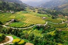 Những thửa ruộng bậc thang tại Hoàng Su Phì như những thảm lụa vàng. (Ảnh: Nam Thái/TTXVN)