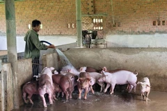 Ông Phạm Văn Di, trú tại xã Sơn Bình (Châu Đức, Bà Rịa-Vũng Tàu) chăm sóc đàn lợn chuẩn bị cho vụ Tết. (Ảnh: Hoàng Nhị/TTXVN)