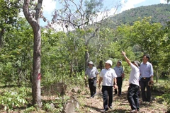 Lãnh đạo UBND tỉnh Ninh Thuận và các đơn vị liên quan kiểm tra cây rừng tự nhiên bị đầu độc tại tiểu khu 70, xã Phước Đại, huyện Bác Ái. (Ảnh: Công Thử/TTXVN)