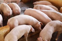 Liên cầu lợn là vi khuẩn cư trú ở đường hô hấp trên (mũi, họng), đường sinh dục, tiêu hóa của lợn. (Ảnh: Vũ Sinh/TTXVN)