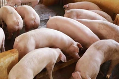 Liên cầu lợn là vi khuẩn cư trú ở đường hô hấp trên (mũi, họng), đường sinh dục, tiêu hóa của lợn. (Ảnh: Vũ Sinh/TTXVN)