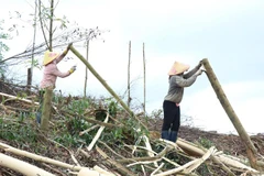 Người dân vùng sâu xã Ea Trang, huyện M’Đrắk bóc vỏ keo sau khi thu hoạch. (Ảnh: Tuấn Anh/TTXVN)