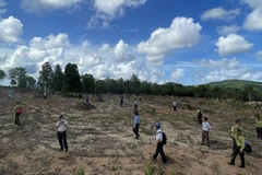 Phú Quốc ra quân kiểm tra, xử lý những người vi phạm lấn chiếm, phá rừng trái phép trên địa bàn. (Nguồn: kiengiang.gov.vn)