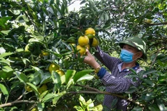 Thu hoạch cam Cao Phong. (Ảnh: Trọng Đạt/TTXVN)