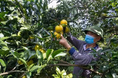 Thu hoạch cam Cao Phong. (Ảnh: Trọng Đạt/TTXVN)