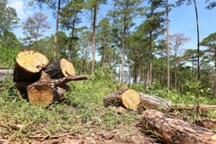 Rừng thông tại Tiểu khu 438A (diện tích rừng đã giao cho Cộng đồng dân cư thôn 4, xã Lộc Ngãi quản lý bảo vệ) bị chặt hạ. (Ảnh: Nguyễn Dũng/TTXVN)