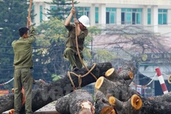 Vụ chặt cây xanh: "Phải xem xét lại tình tiết, có gì cá nhân không"