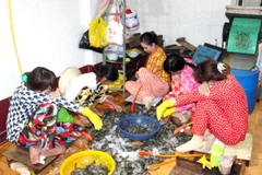 Bắt quả tang một cơ sở bơm tạp chất vào tôm nguyên liệu tại Bạc Liêu. (Ảnh: Huỳnh Sử/TTXVN)