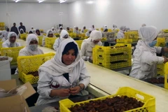 Công nhân chế biến quả chà là tại nhà máy ở Biskra. (Ảnh: Đạt Trường/TTXVN)