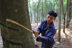 Công nhân khai thác mủ cao su tại Công ty Cao su Cư Mgar (Đắk Lắk). (Ảnh: Dương Giang/TTXVN)