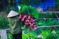 Ngắm sen đầu mùa - Thơm ngát dịu dàng từ đầm ra phố