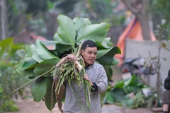[Photo] Làng lá dong lớn nhất Thủ đô hối hả thu hoạch dịp cận Tết