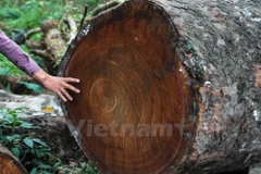 [Video] Cận cảnh kho gỗ khổng lồ của Thủ đô sau khi bị đốn hạ 