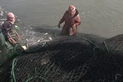 IS nuôi cá để trả lương cho nhân viên. (Nguồn: RT)