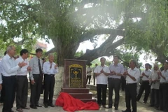 Đặt bia công nhận Cây di sản Việt Nam đối với cây lộc vừng ở xã Sơn Đông. (Ảnh: Nguyễn Thảo/TTXVN)