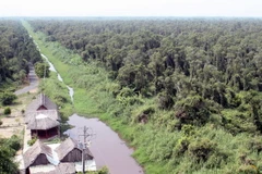 Rừng U Minh Hạ Cà Mau. (Ảnh: Lê Huy Hải/TTXVN)