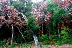 Rừng bị tàn phá bởi bọ vòi voi. (Nguồn: latribuna)