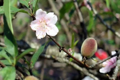 [Photo] Sắc đào rừng xua tan băng giá vùng cao Lai Châu