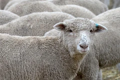 Ảnh minh họa. (Nguồn: Getty Images)