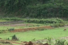 Một góc khu đất bị bỏ hoang. (Nguồn: VNews)