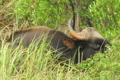 Sách đỏ Việt Nam xếp bò tót vào nhóm nguy cấp.