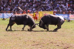 [Photo] Các màn thi đấu gay cấn tại Lễ hội Chọi Trâu Đồ Sơn 2023