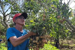 Bà Rịa-Vũng Tàu phát triển cây nhãn đặc sản, giúp xóa đói giảm nghèo