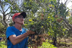 Bà Rịa-Vũng Tàu phát triển cây nhãn đặc sản, giúp xóa đói giảm nghèo