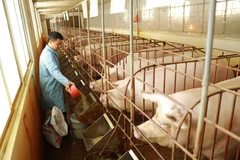 (Ảnh minh họa. Nguồn: TTXVN)