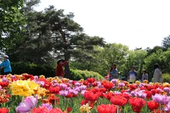 Lễ hội hoa tulip Canada - Biểu tượng của hữu nghị và hòa bình quốc tế