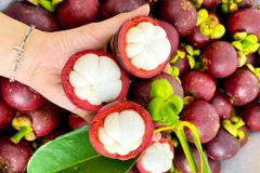 Lâm Đồng: Đặc sản Măng cụt Bảo Lộc được cấp nhãn hiệu độc quyền