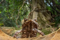 Biến đổi khí hậu đang đẩy nhiều loài lưỡng cư tới nguy cơ tuyệt chủng