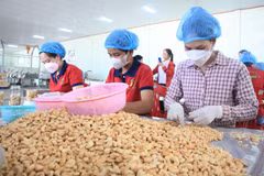Ngành điều trước nguy cơ mất “ngôi vương” do cạnh tranh từ châu Phi