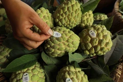 Bộ Nông nghiệp: Sẽ quản lý mã số vùng trồng bài bản, chuyên nghiệp