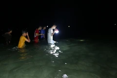 Ngư dân Quảng Nam được "lộc biển" do lượng lớn bạch tuộc dạt vào bờ