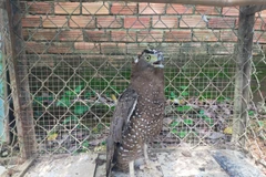 Cá thể diều hoa Miến Điện thuộc nhóm nguy cấp, quý hiếm cần được bảo tồn. (Ảnh: TTXVN phát)